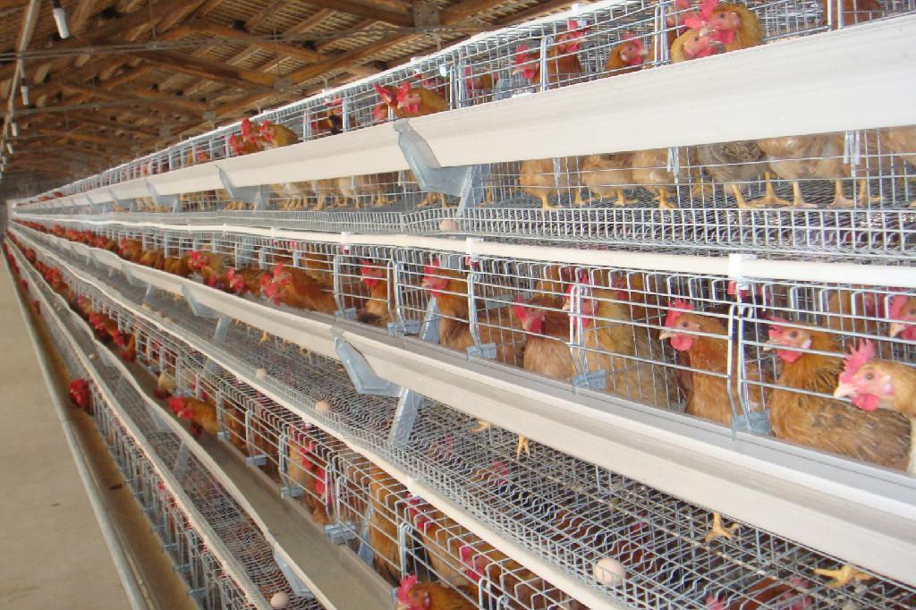 养鸡场必需具备的肉鸡装备