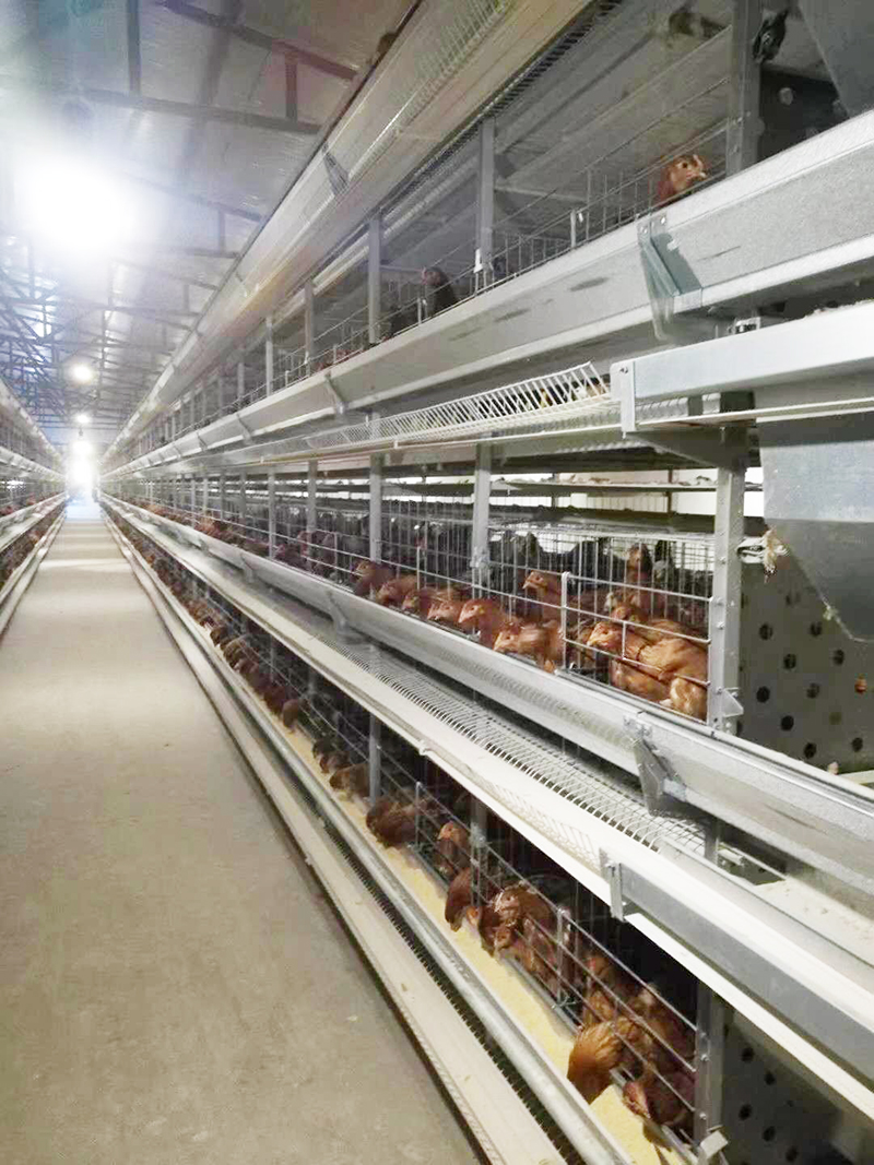 养殖用蛋鸡装备包括那些详细的？？？