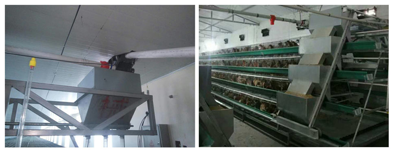 蛋鸡自动送料系统