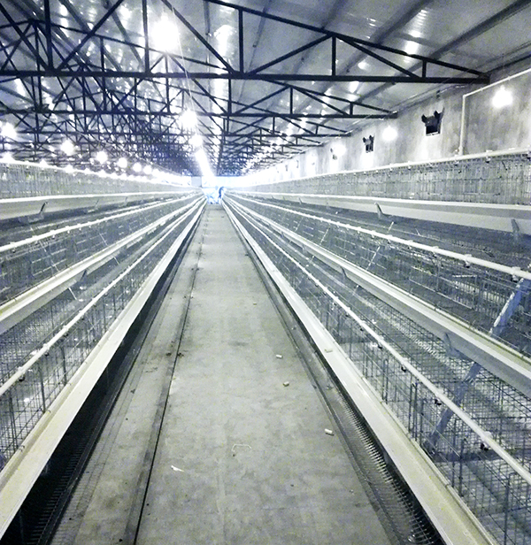 九洲国际畜牧蛋鸡装备的手艺要求有哪些？？