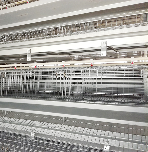 购置蛋鸡装备应该从哪些地方着手？