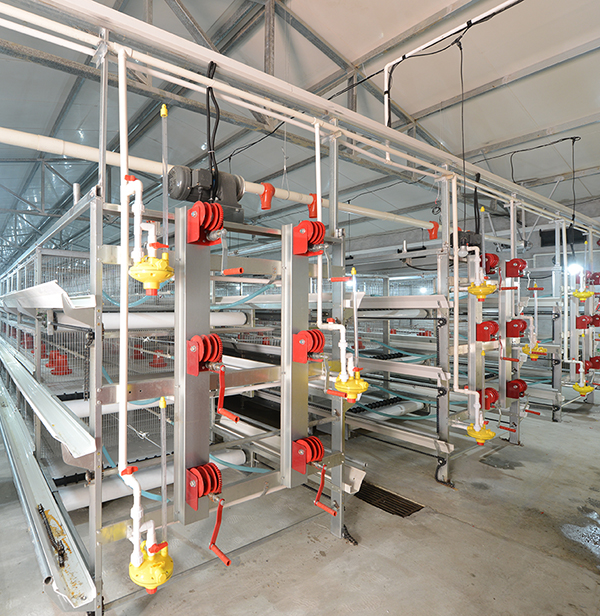 九洲国际畜牧肉鸡装备笼养与网养的区别