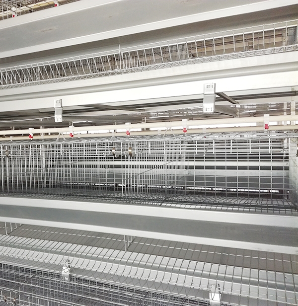 蛋鸡装备冬季也应勤加透风，利于鸡病防控